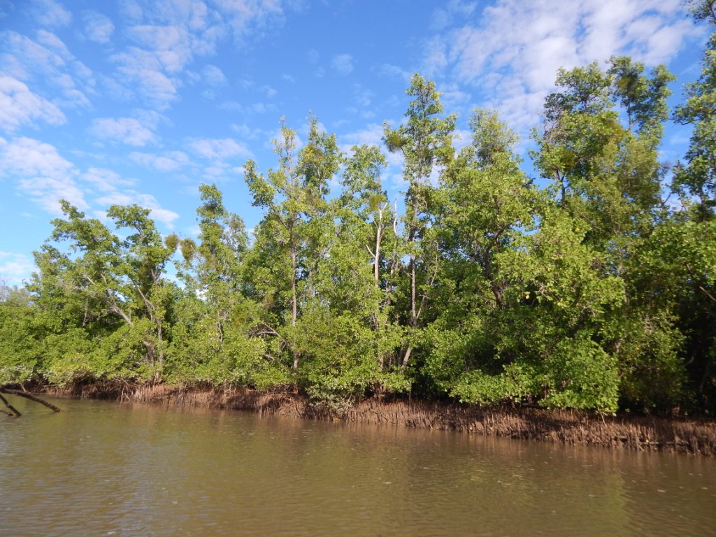 Mangroves le long du chenal